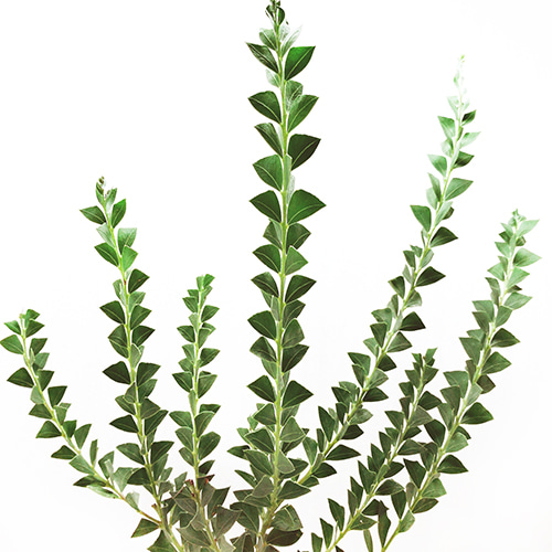 아카시아 컬트리포미스 Acasia cultriformis