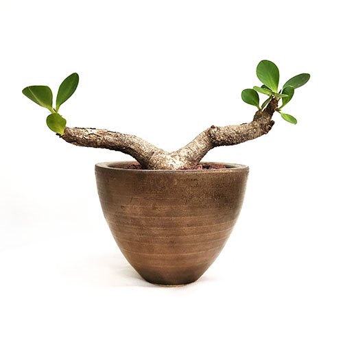 유포르비아 퀄트지티콜라 Euphorbia quartziticola