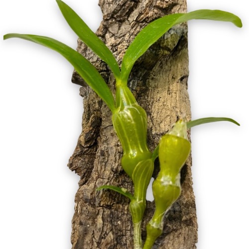 덴드로비움 아프로디테 Dendrobium aphrodite